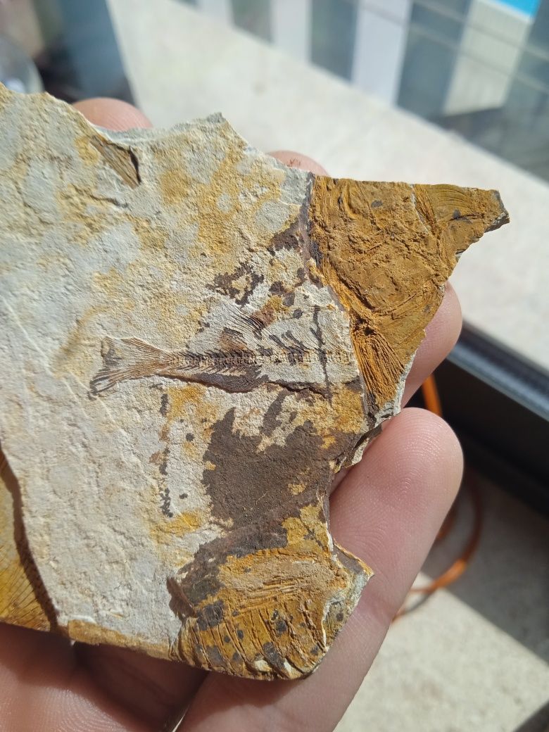 Matriz peixes fossilizados