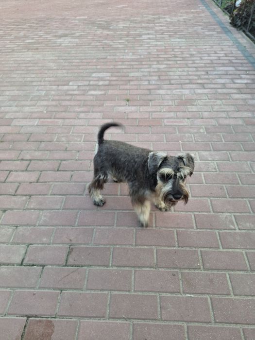 Sznaucer miniaturowy pieprz i sól z rodowodem ZHPR