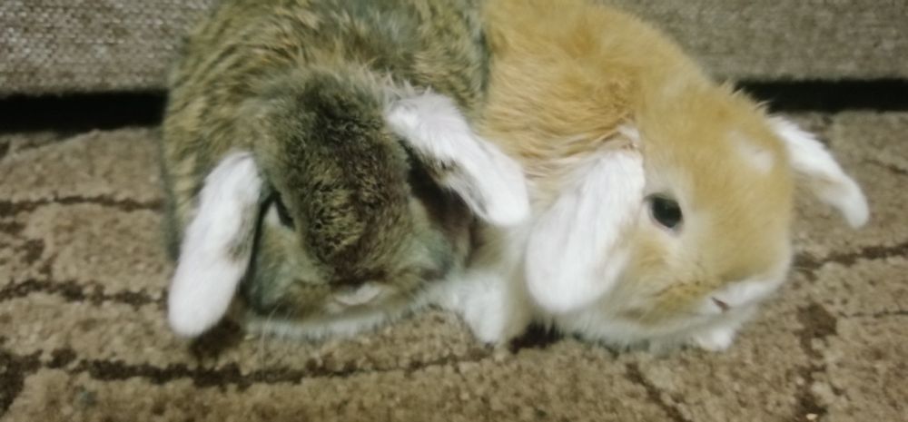 Декоративні висловухі (міні) баранчики