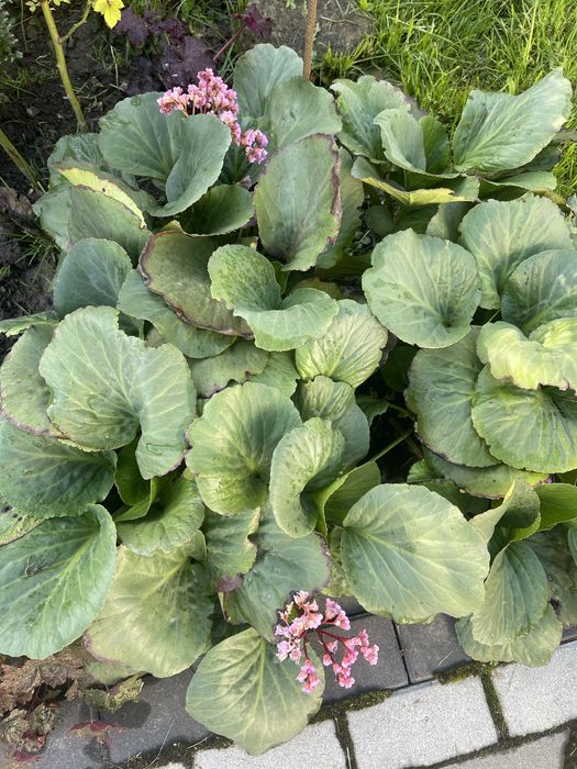 Бадан, Бергенія.