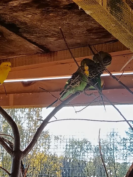 Sprzedam Papugi faliste