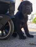 Dog niemiecki czarny