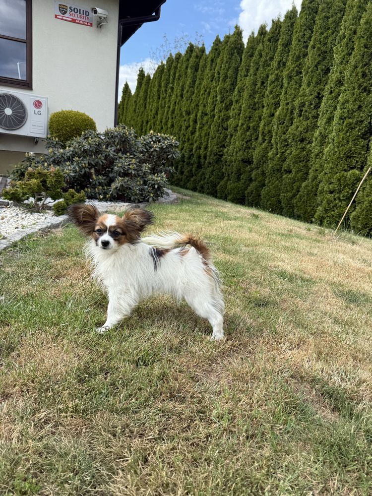 Papillon spaniel kontynentalny miniaturowy szczeniak