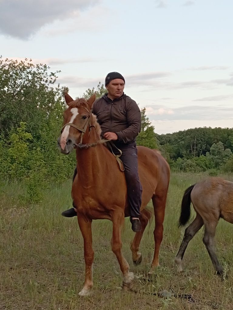 Продам рабочую лошадь с лошонком возраст 7 лет