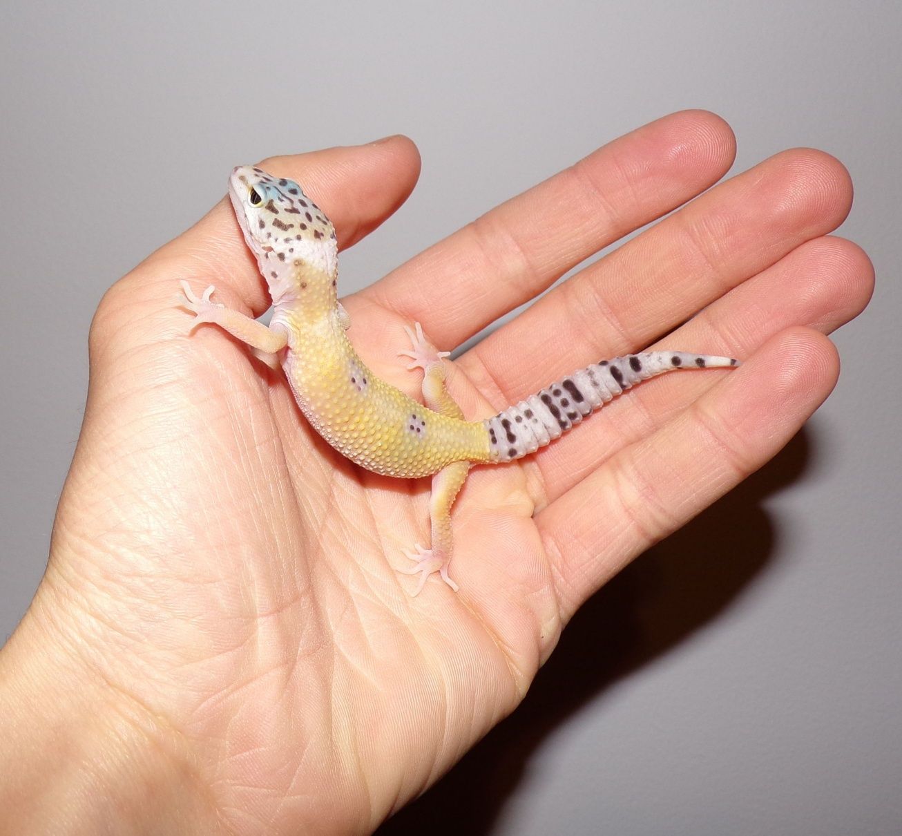 Gekon lamparci tangerine