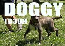 1кг газон DOGGY  белый клевер+ газонная трава/ конюшина мікро дача сад