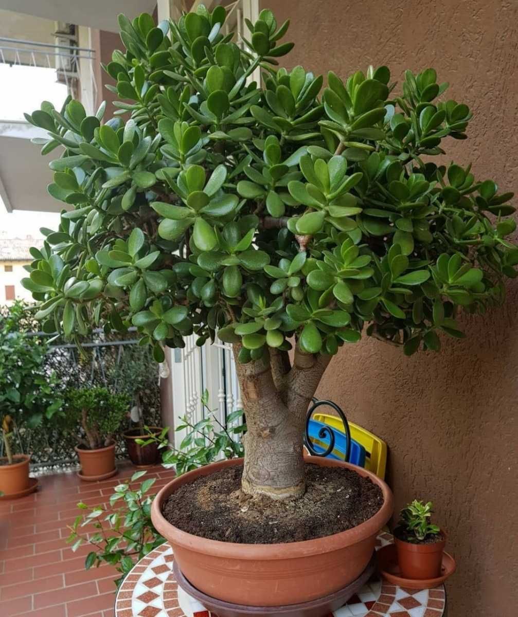 Cato moedeiro e da fortuna tipo bonsai gigante de vários tamanhos