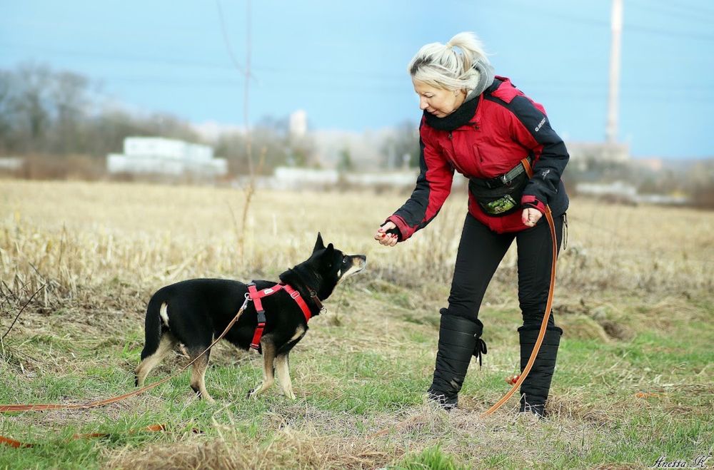 KORAL | umiarkowanie aktywny psi senior ze schroniska