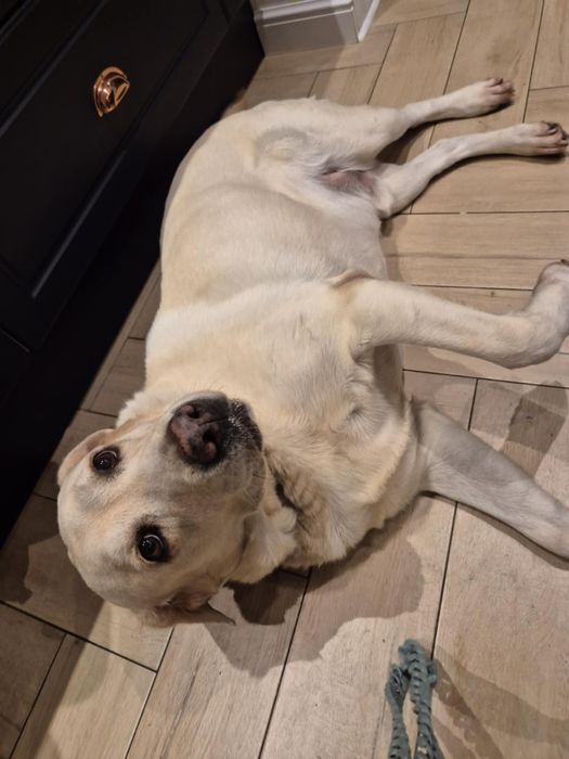 Labrador retriever za darmo