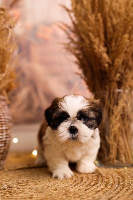 Słodkie Shih Tzu