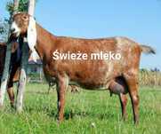 Świeże mleko kozie