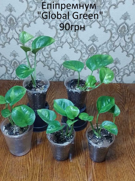 Сциндапсуси, єпіпремнуми.