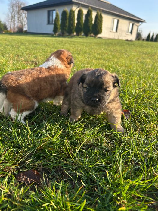 Szczenięta oddam w dobre ręce