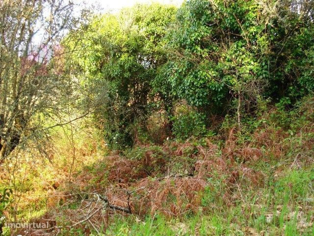 Terreno Rústico - T266/11