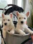 West Highland White Terrier suczka, piesek ZKwP (FCI)