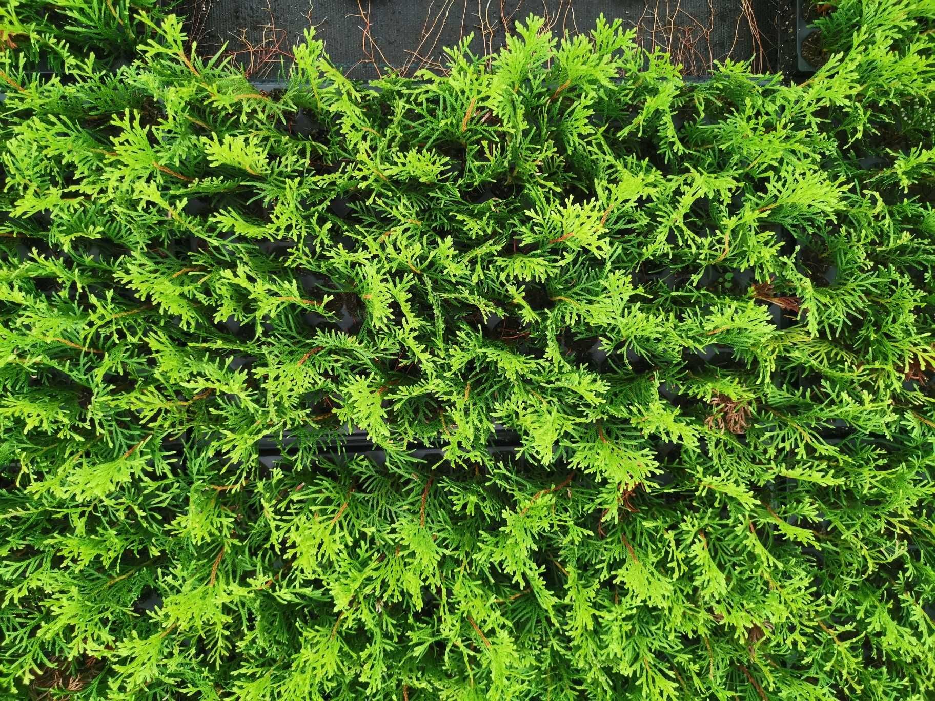 Thuja Smaragd/Szmaragd sadzonka komplet 1000szt.