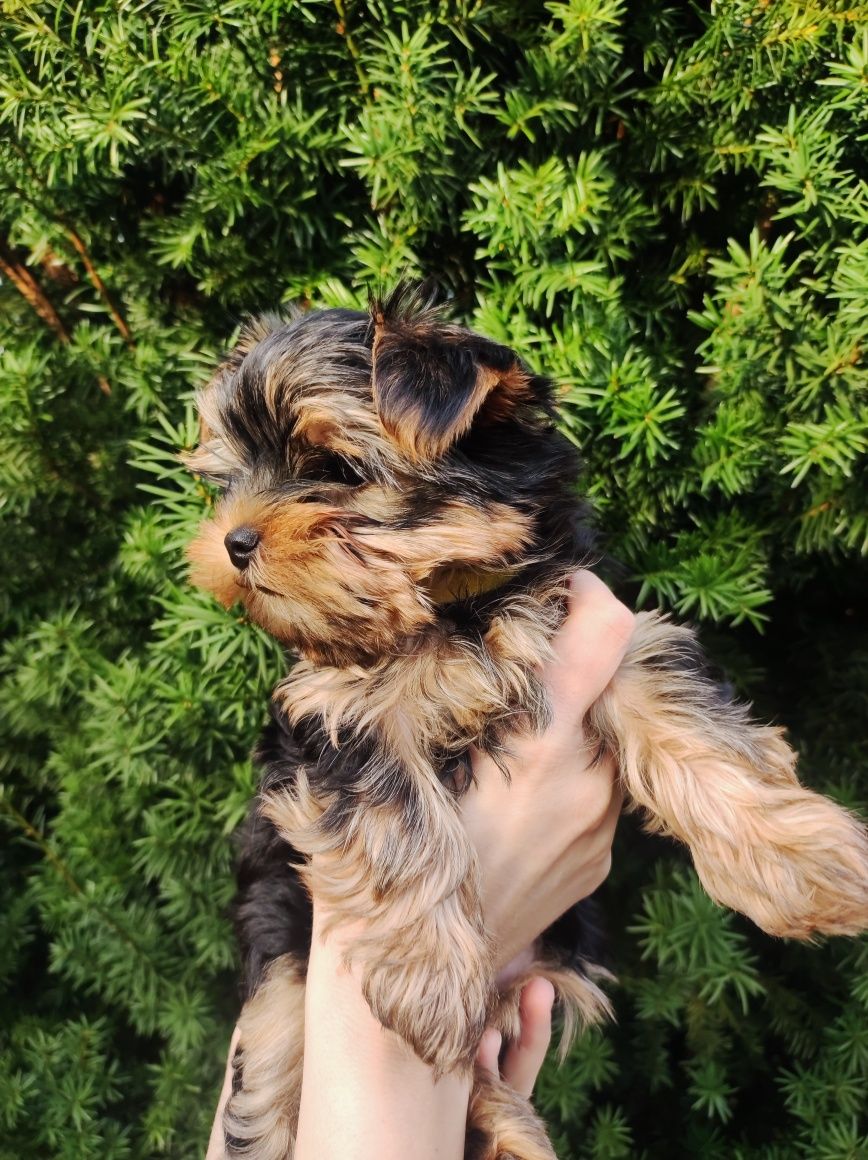 Yorkshire terrier FCI ZKwP dziewczynka