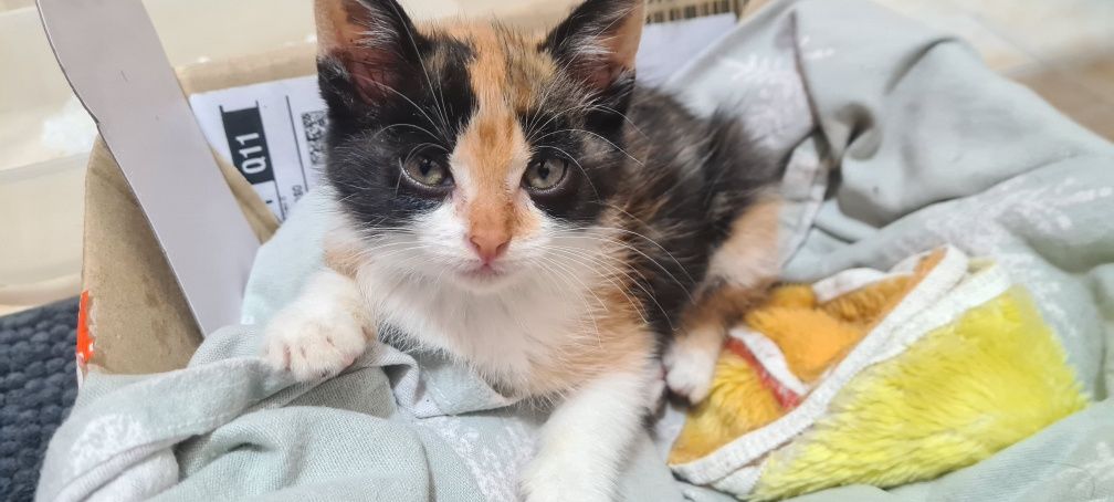 Gatinha (pensamos ser) para adoção