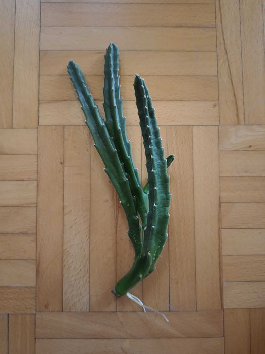 Kaktus gwiazda szeryfa