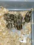Vendo hamster russo
