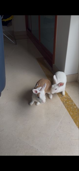 2 coelhos anões
