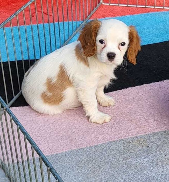 Cavalier King Charles Spaniel