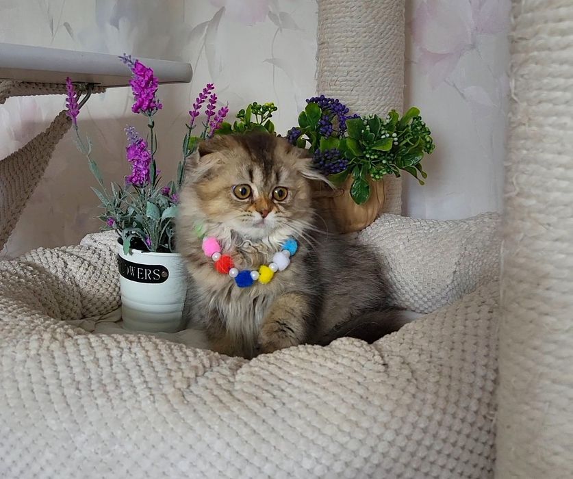 Залота шиншила ,красунька!