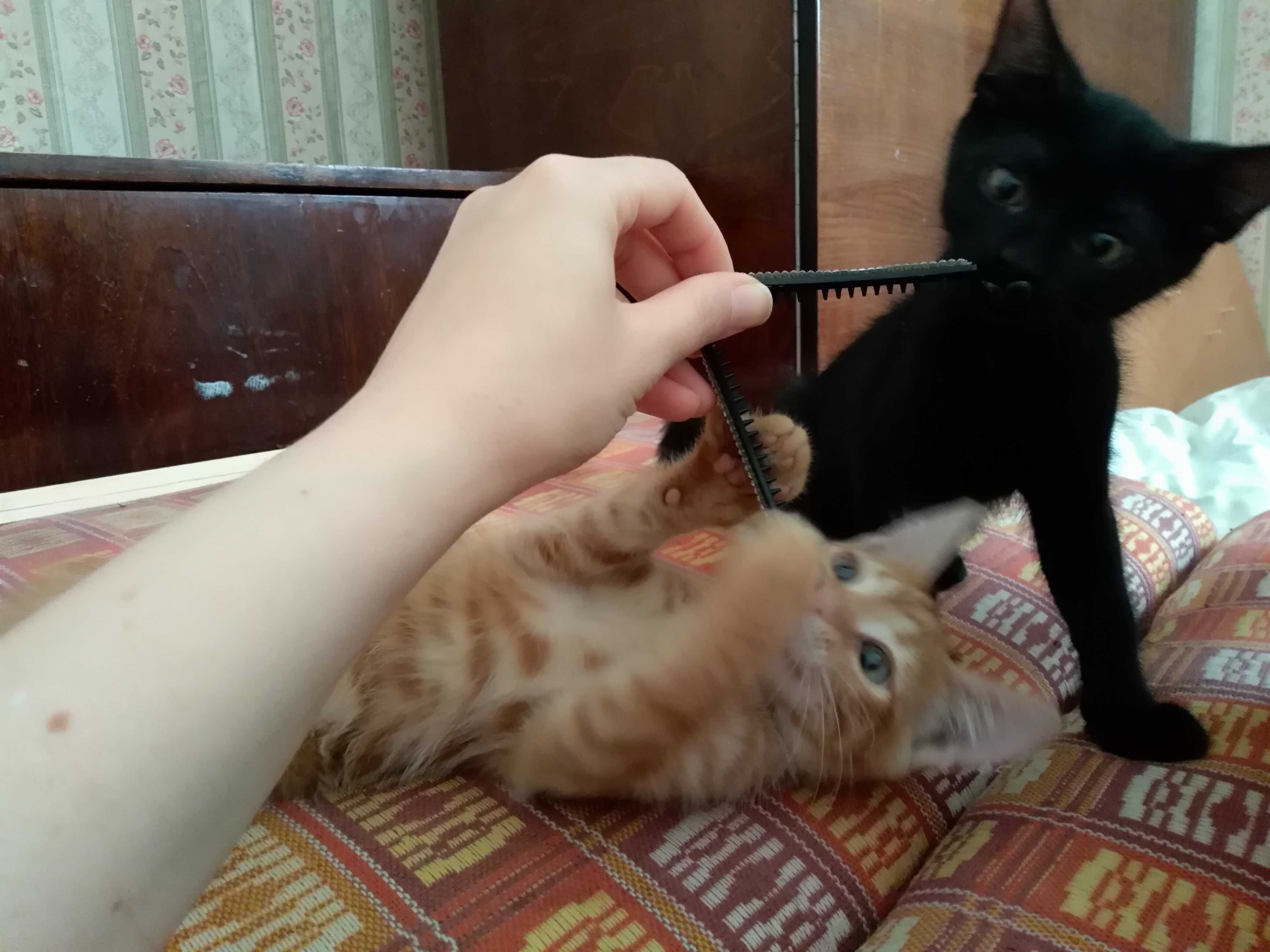 кошеня хлопчик підібране