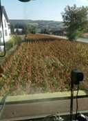Sorgo dla ptaków