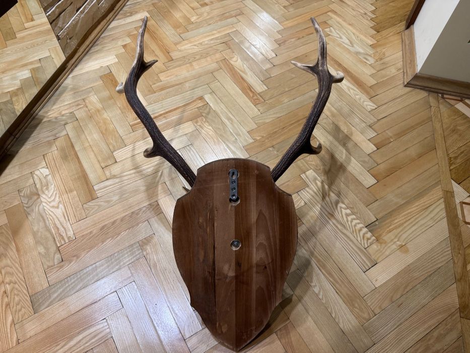 Роги благородного оленя, оленьи рога