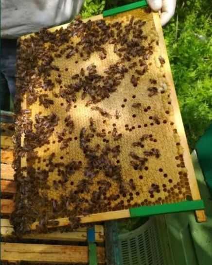 odkłady pszczele ramka wielkopolska i Dadant - na kraince lub Buckfast