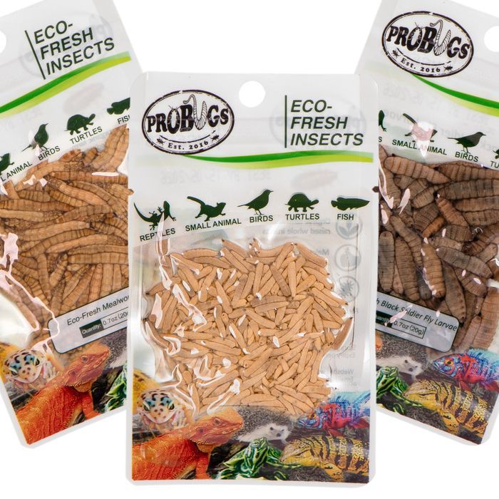 probugs small gecko and amphibians zestaw dla małych gadów i płazów