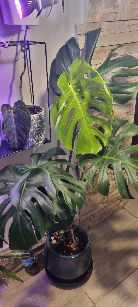 Monstera z Madery