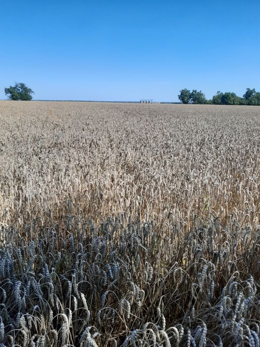 Seradela.łubin.żyto jare.owies.nostrzyk.gryka.pszenżyto.gorczyca...fac