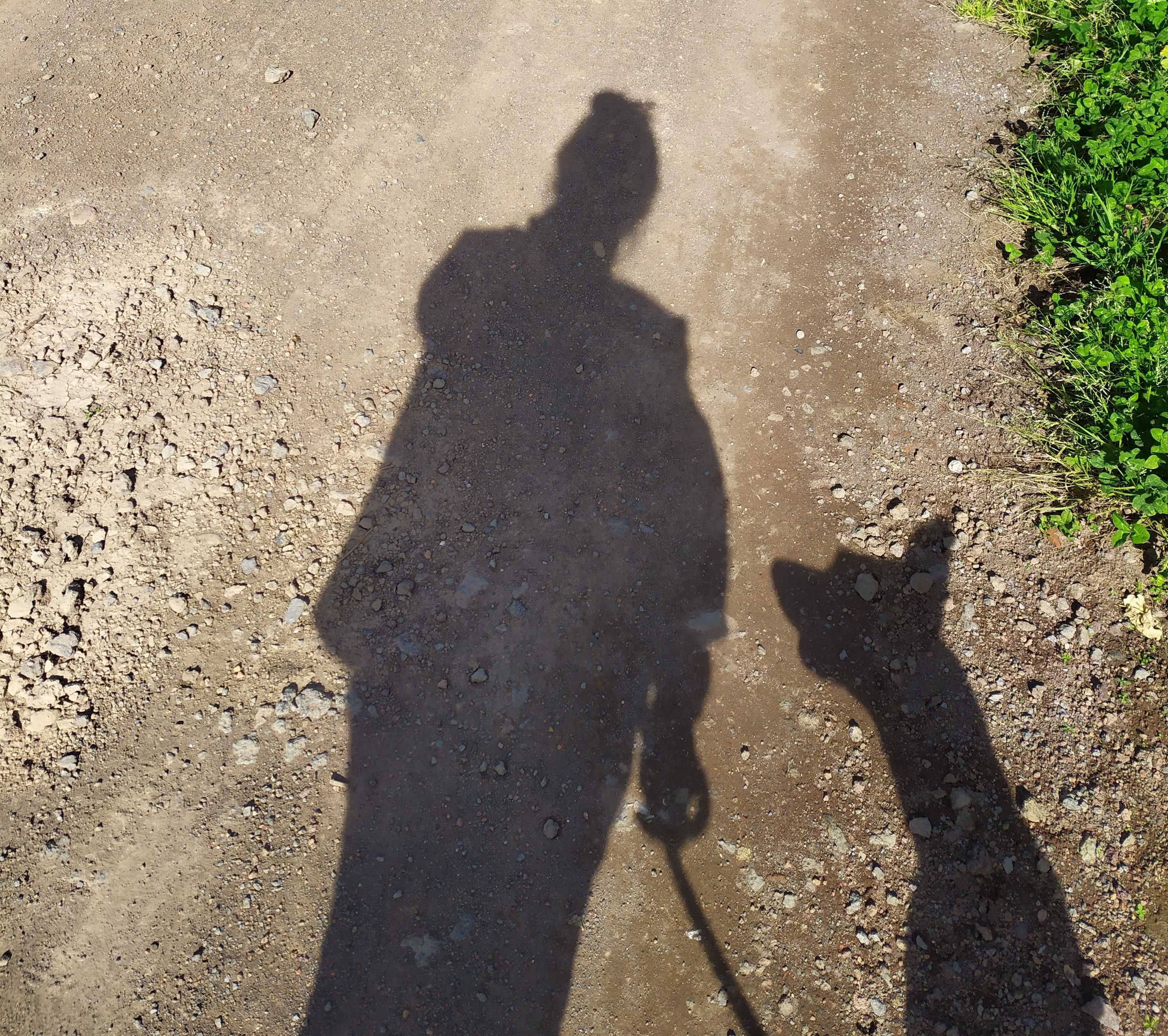 Treino canino na Ilha de São Miguel