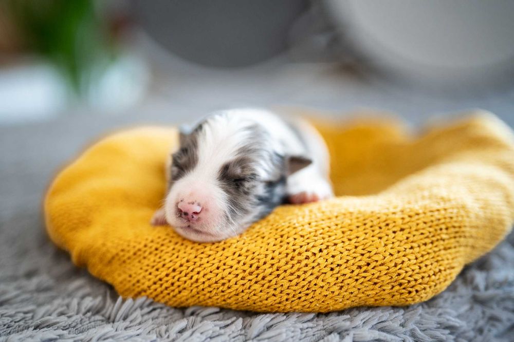 Border Collie blue merle suczka - badania genetyczne