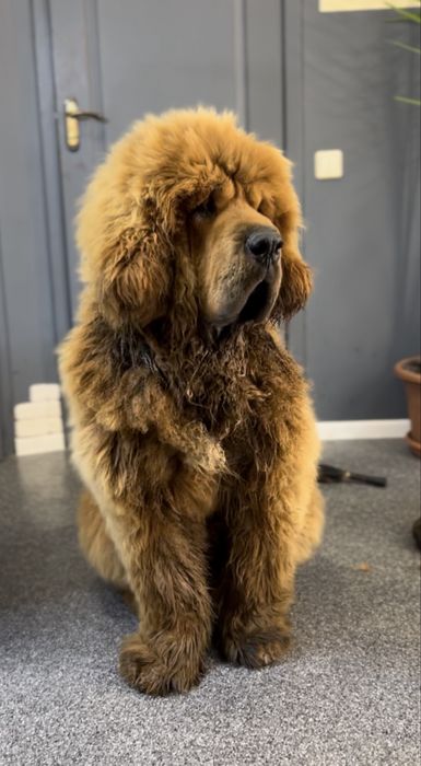 Грумінг Великих пород