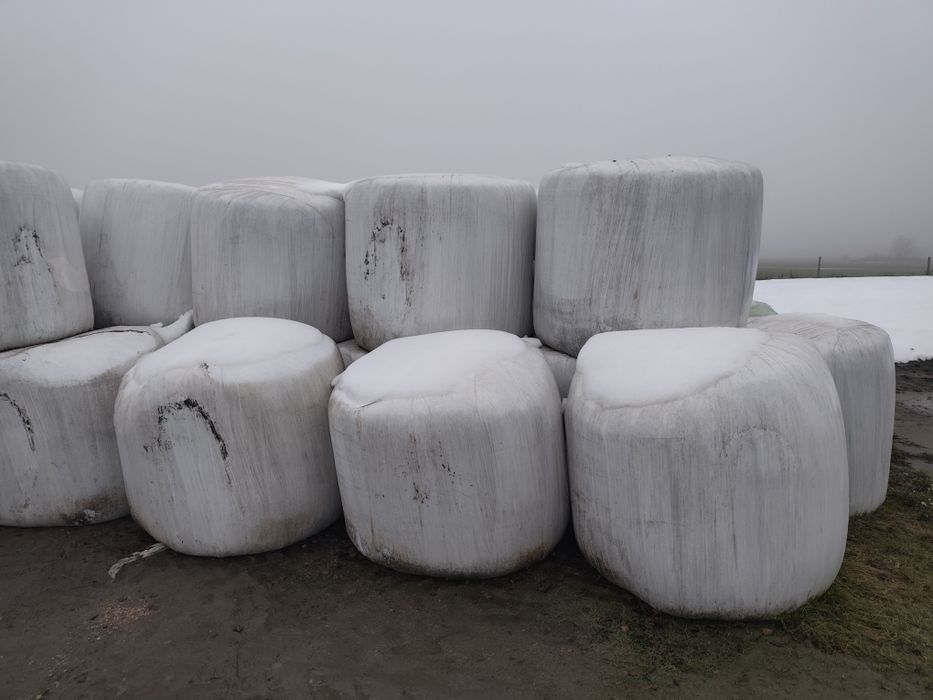 Sianokiszonka z kończyny