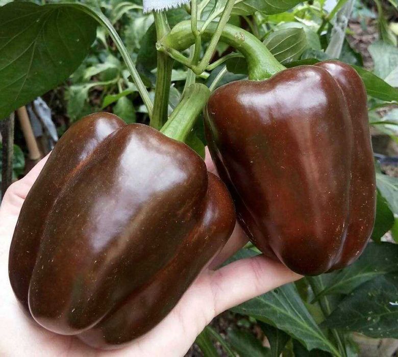 10 Sementes Pimento Sweet Chocolate