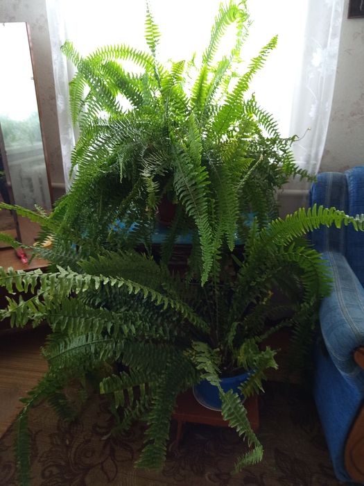 Квіти папоротники