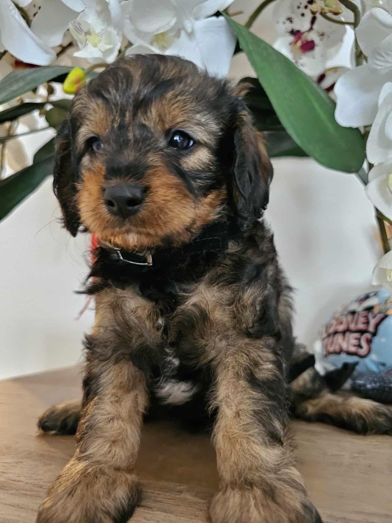 Cavapoo do rezerwacji