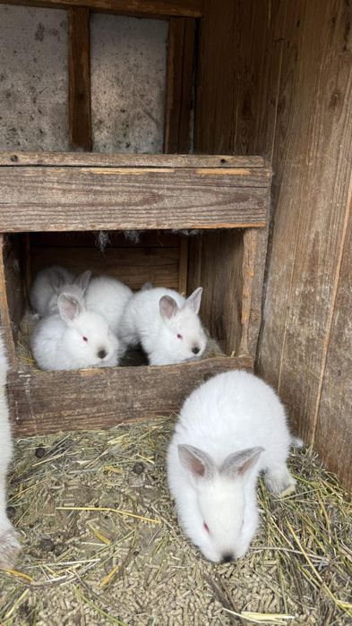 Продам кроликів Каліфорнія