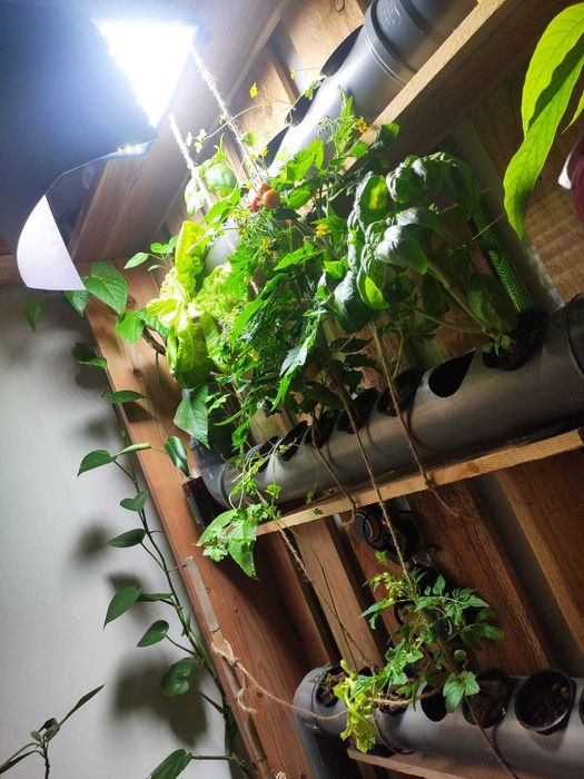 Hydroponic system indoor