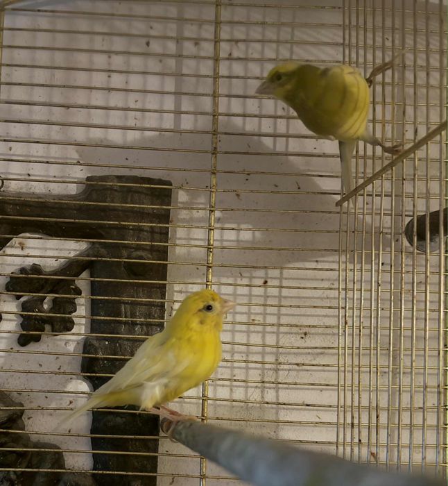 Kanarki rosyjskie Para