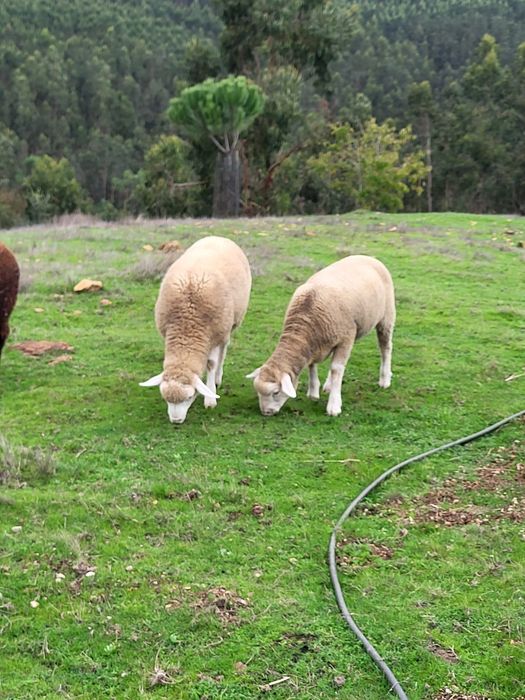 Borregos cruzados de Ile de France