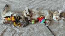 Кошенята окрасу золота шиншила