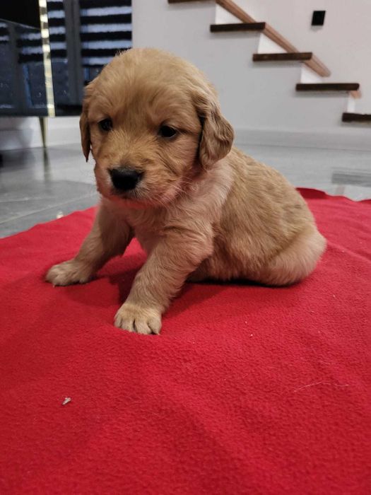 Golden retriever w typie amerykańskim