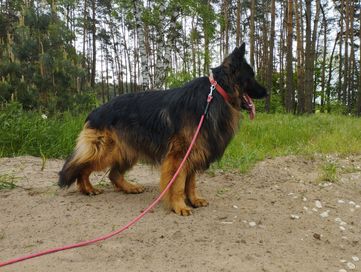 Owczarek niemiecki długowłosy pies