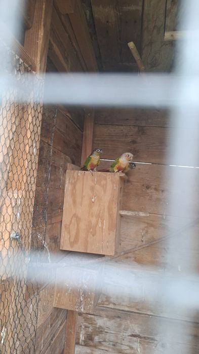 Ptaki ptaszki kolorowe