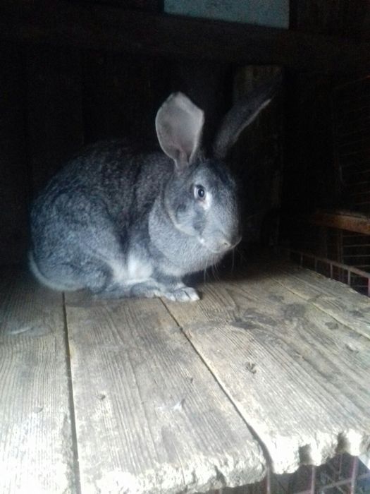 Молоді кролики готові до переїзду!!!